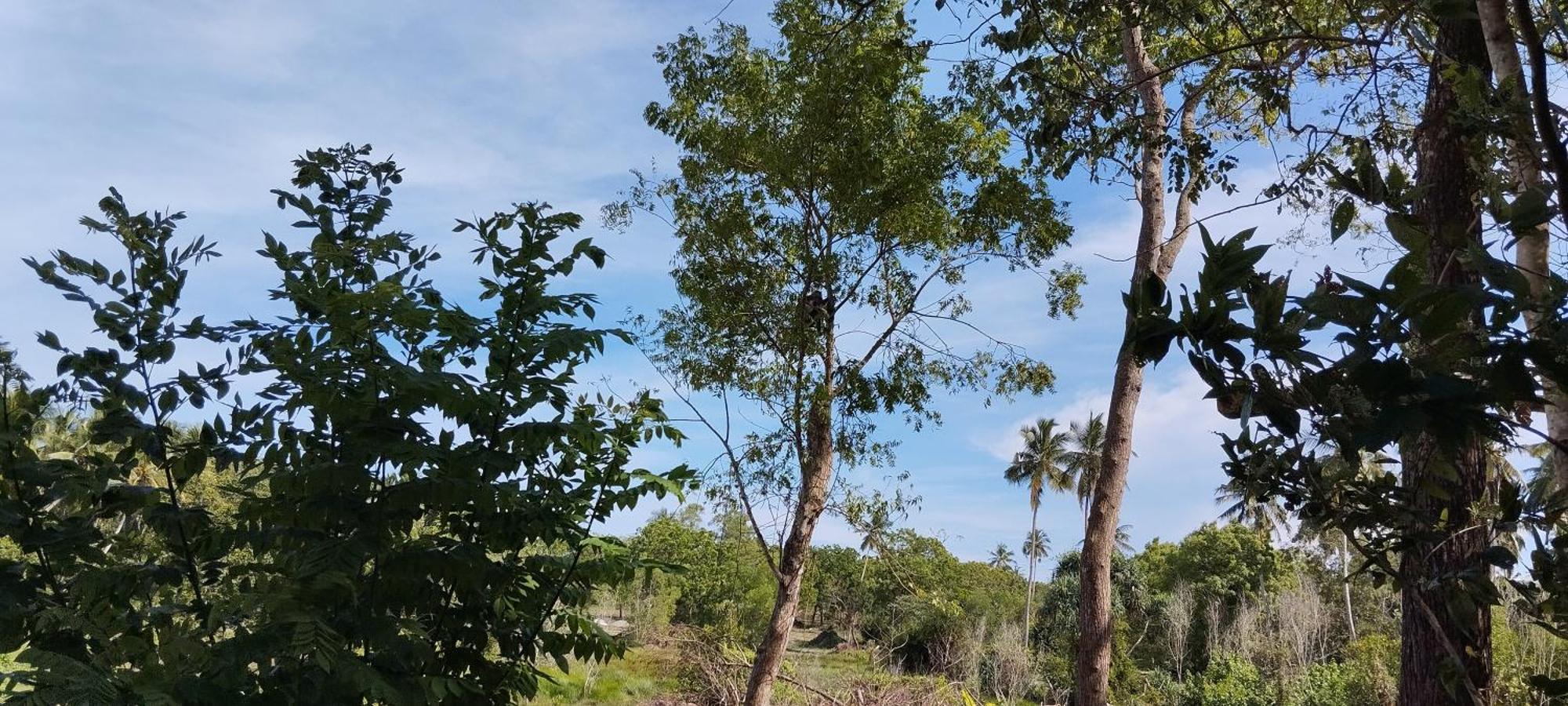 Bed and Breakfast Eco Nest Marakolliya Tangalle Exterior foto